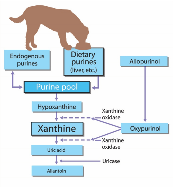 Canine Purine Urolithiasis Causes, Detection, Management and